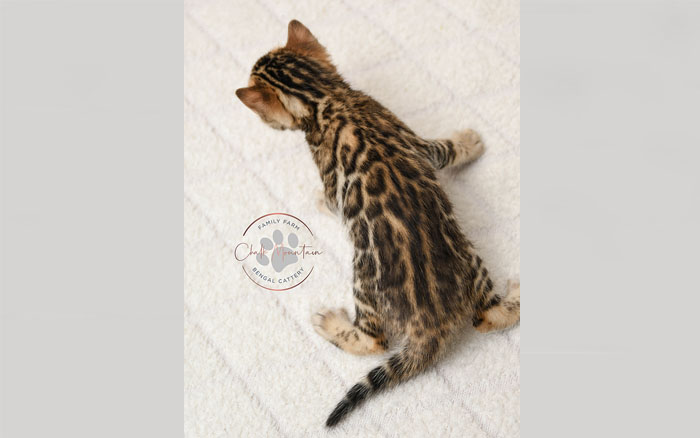 Bengal kitten for sale